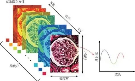 高光谱图像在生物医学中的应用-莱森光学 - 哔哩哔哩
