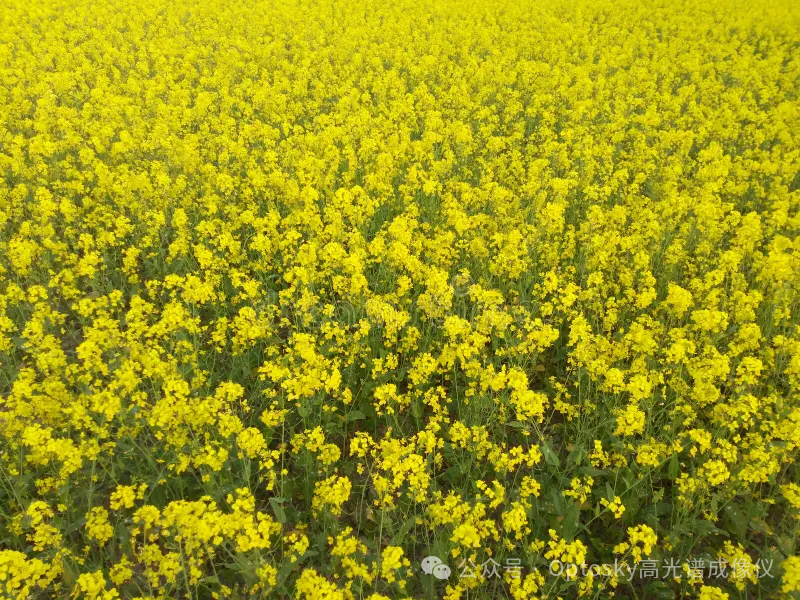 奥谱天成高光谱看见生长|高光谱赋能智慧农业新范式