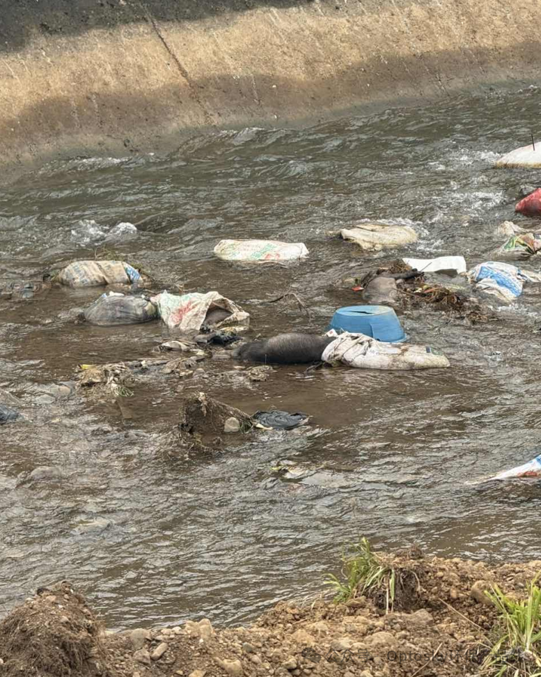 案例展示丨光谱法在入河排污口规范化建设项目中的应用