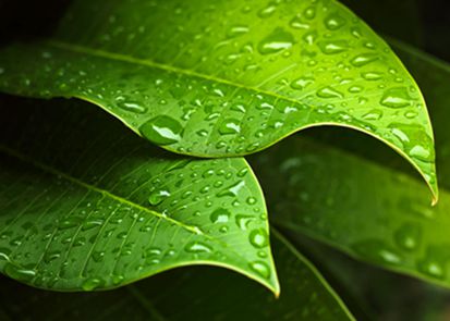 叶绿素光谱分析